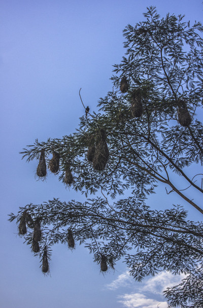 织布机巢