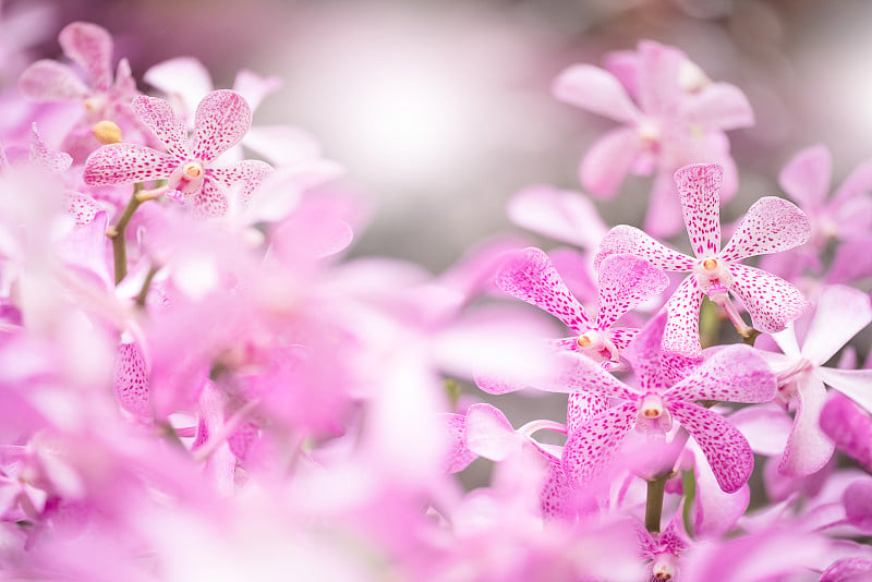 莫卡拉花园里的兰花花束，柔和的滤镜和模糊的背景。