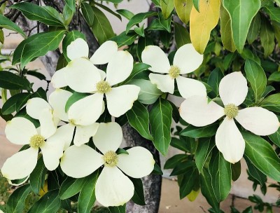 开花山茱萸树近距离