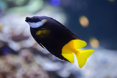 双色狐狸脸(Siganus uspi)。