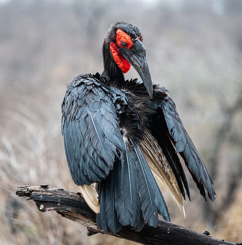 Ground-Hornbill南部,