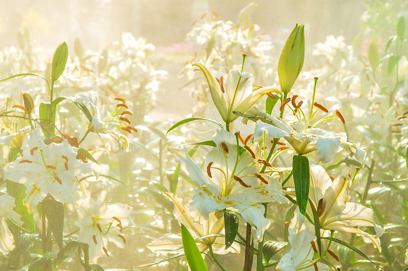 早晨的阳光，阳光和百合花