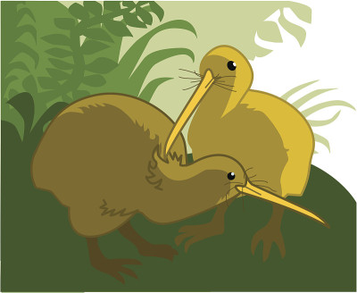两个Kiwibirds