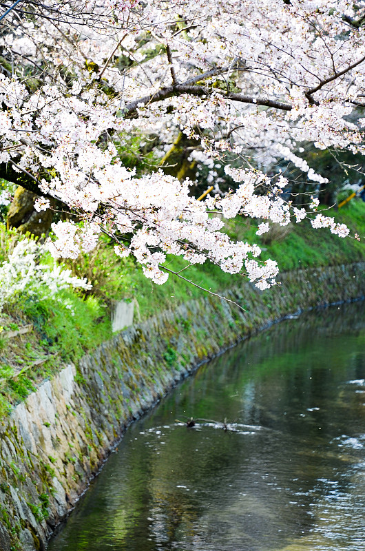 日本京都，哲学家大道上的樱花盛开