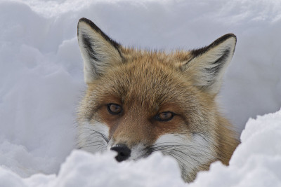 雪地里的红狐狸