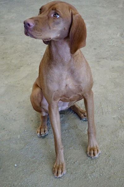 匈牙利维希拉猎犬狗