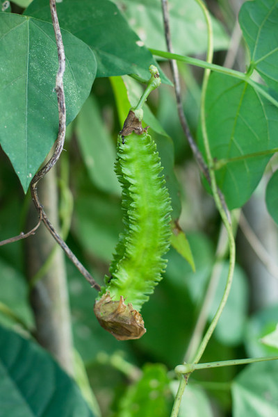 翅豆(公主豆或芦笋豆)树上，Psophocarpu