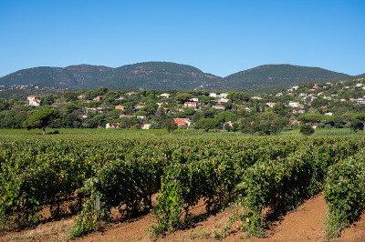 法国南部普罗旺斯地区圣特罗佩附近的普罗旺斯Cotes de Provence，圣特罗佩附近的葡萄园中