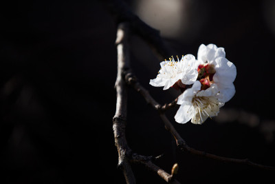 花杏树。