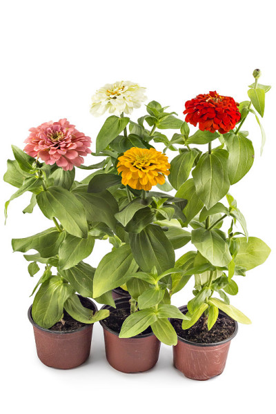 Zinnia花