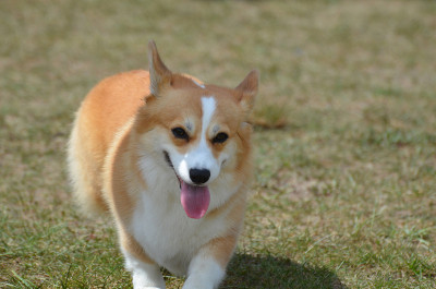 近距离柯基犬