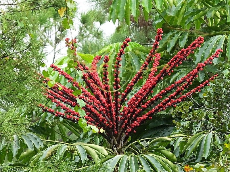 昆士兰伞树(Schefflera actinophylla)的红色穗状花生长在佛罗里达