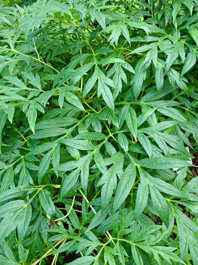 牡丹叶图案在植物园在莫斯科，莫斯科俄罗斯