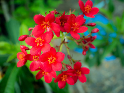 一束红色麻风树花盛开