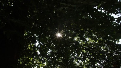 太阳的星星在树林中闪烁