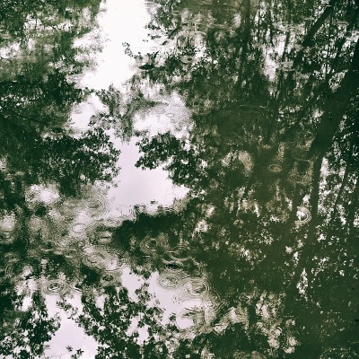 树在河上反射
