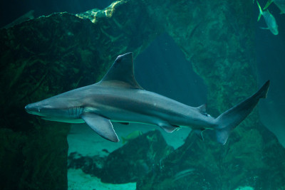 沙洲鲨鱼(Carcharhinus plumbeus)。