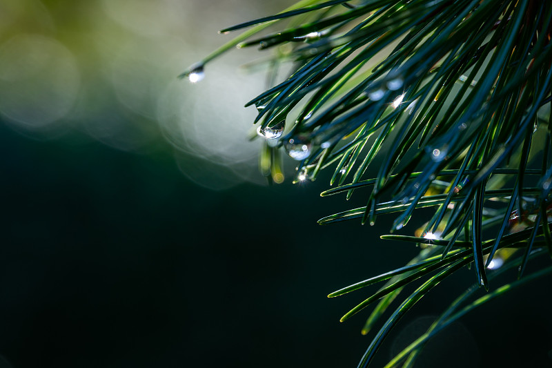 神奇的雨滴在原来的双色松针日本松细小植物Glauca。在自然光和美丽的散景特写。有选择性的重点。