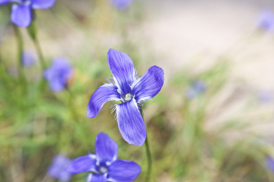 白龙胆(Gentiana dahurica)是一种生长在萨彦山的稀有植物。药用植物。