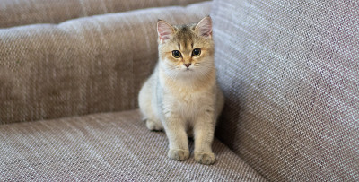 英国短毛猫金栗鼠