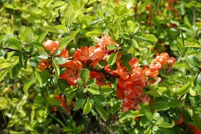 橙子日本温柏四月开花枝
