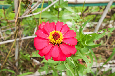 Zinnia花