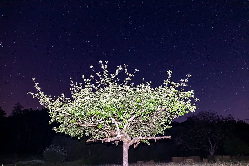 夜晚的树(法国卢瓦尔河谷)