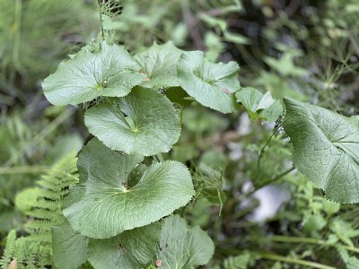 黄舌草生长在沼泽森林中