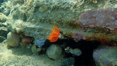 爱琴海海底多毛类(管状原尾藻)