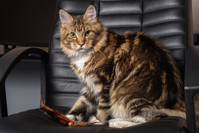 小缅因猫与玩具在黑色皮革椅子上的特写肖像。