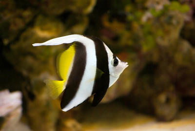 水族馆里的蝴蝶鱼