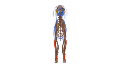 伸趾肌为医学概念的狗的肌肉解剖3D