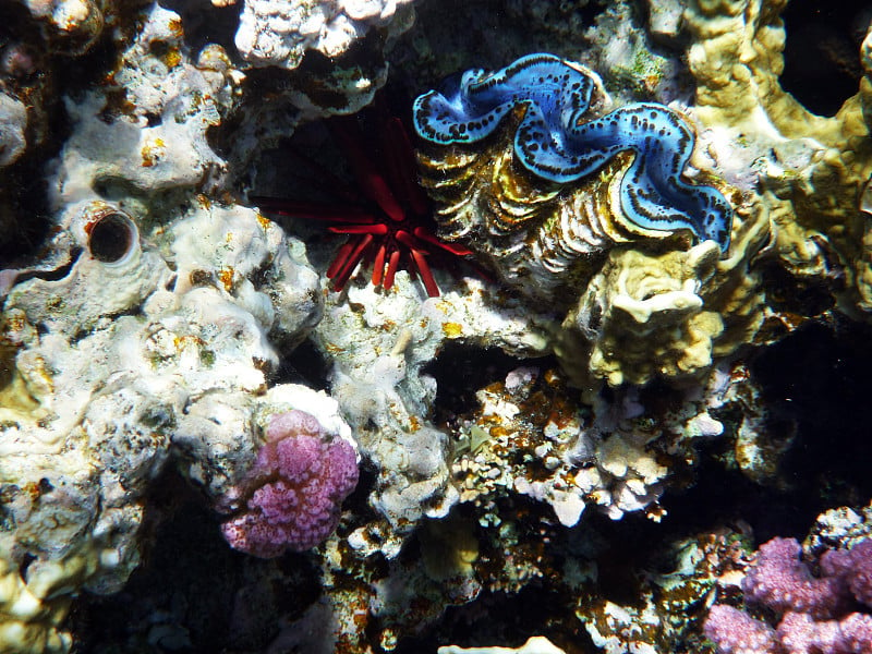 红海中的软体动物和海刺猬