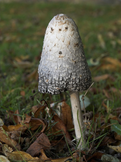 Coprinus comatus