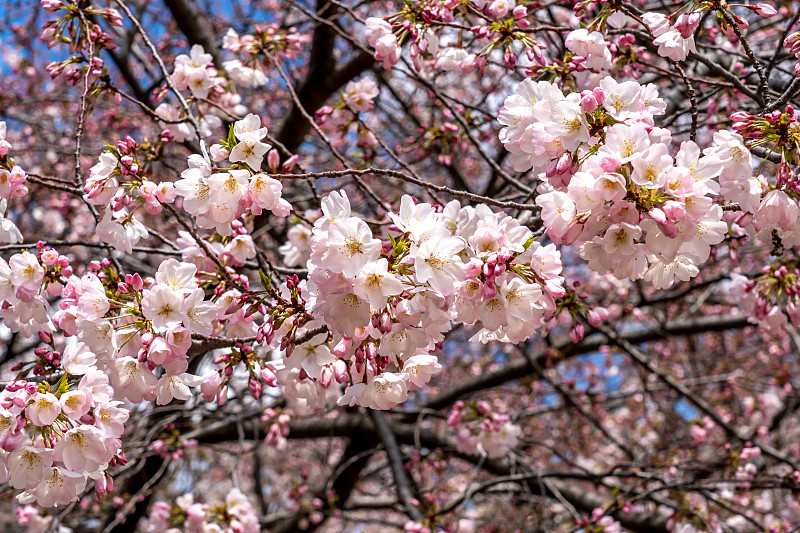 近距离观察吉野樱桃(Prunus x yedoensis)在盛开