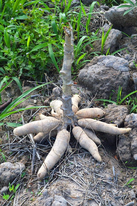 木薯种植和收获农业泰国成堆的新鲜木薯收获在农田