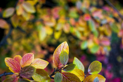 bright autumn background leaves and fruits of chok