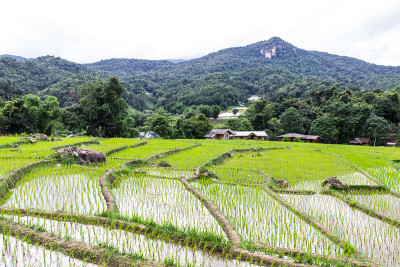 茵他侬的稻田梯田，Ban Mae Klang Luang