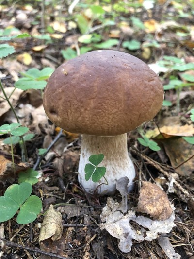 森林中的牛肝菌