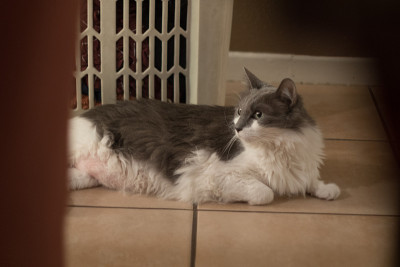 猫