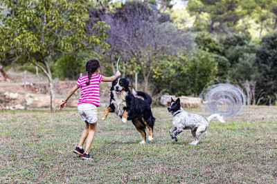 一个小女孩和一只山地犬和一只边境牧羊犬玩耍