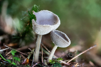 松针间的小蘑菇