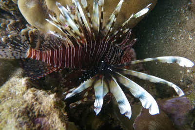 Lion fish madagascar