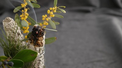 干白鼠尾草涂抹棒，放松和芳香疗法。在精神神秘仪式，草药治疗，瑜伽或气场清洁中沾污。神秘仪式和算命的基