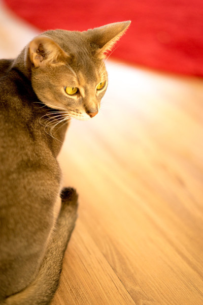 猫(阿比西尼亚猫)，室内，凝视