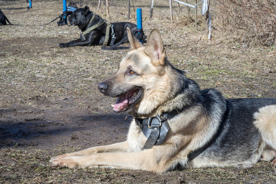 牧羊犬躺在地上对狗服从性训练