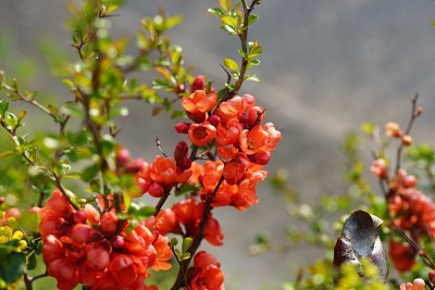 红色的花的背景。背景由红色的花朵创建