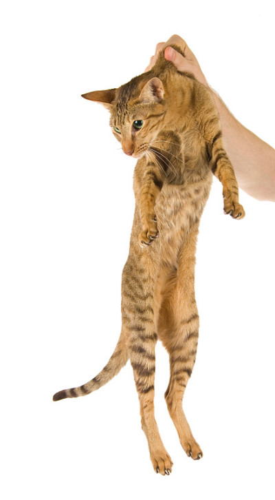 猫被惩罚