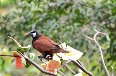 蒙特祖玛Oropendola