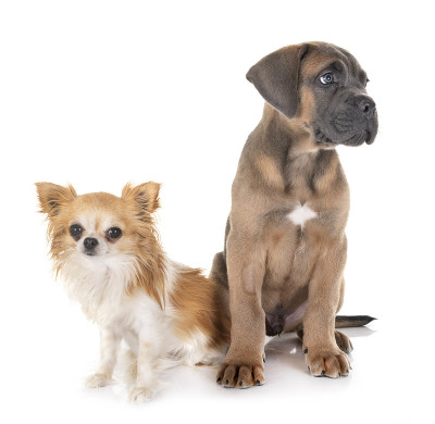 小狗意大利獒犬和吉娃娃